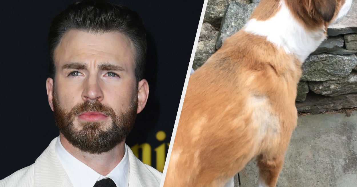 Chris Evans a essayé de donner à son chien une coupe de cheveux en quarantaine et je suppose que même Captain America ne peut pas tout faire