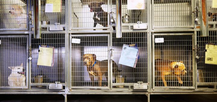 No-Kill Shelter ne peut pas promettre qu’il n’y aura pas, dirons-nous, d’accidents malheureux